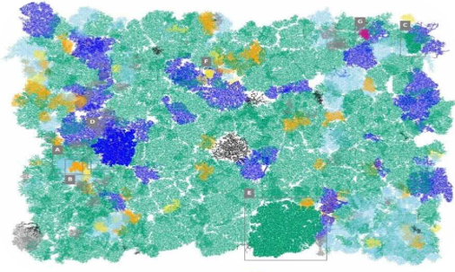 Forest Monitoring